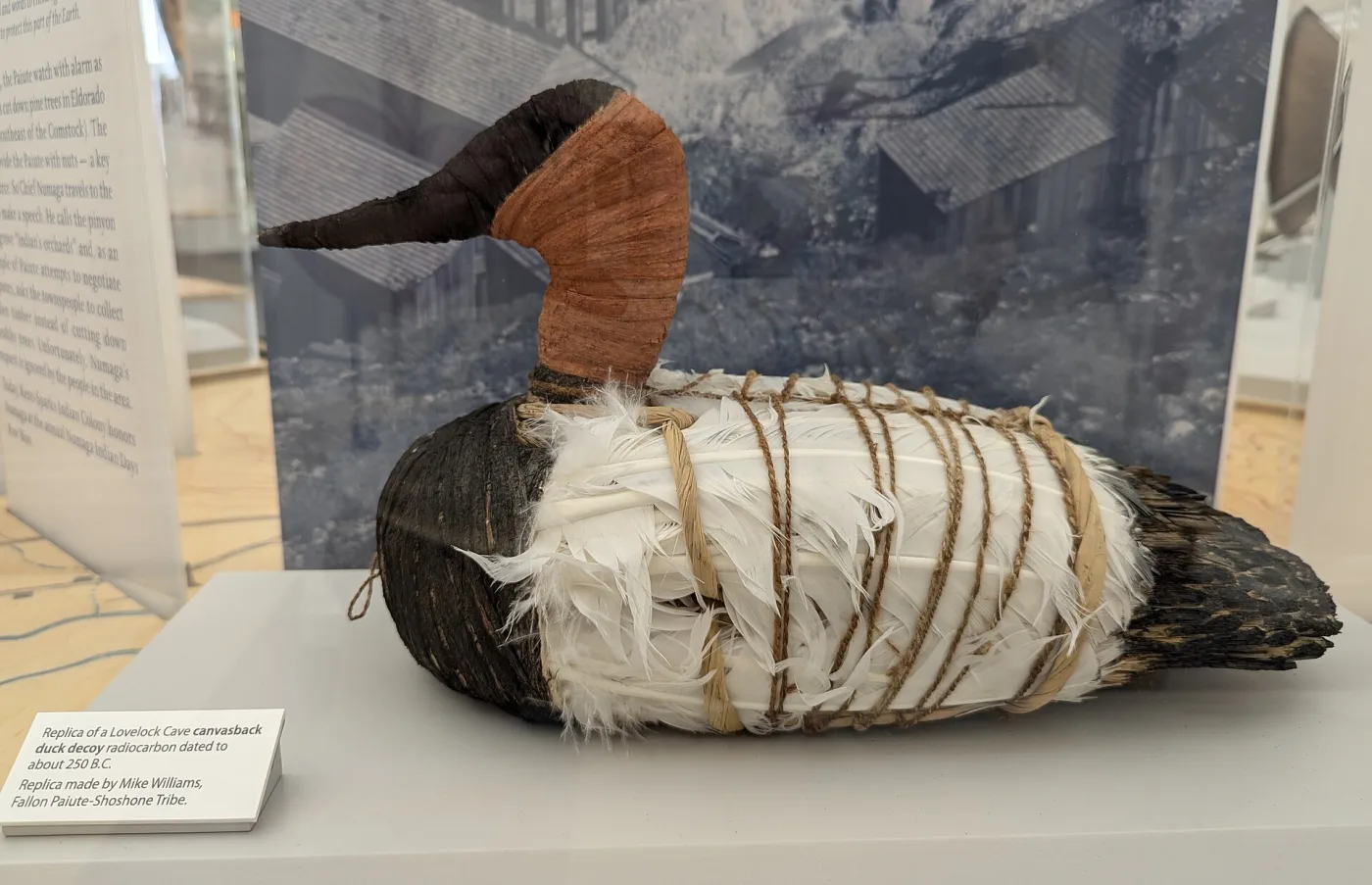 Duck decoy made from bundled tule reeds bound with cord, with white feathers lashed along the flank and a reed head painted rust and black, displayed beside a museum label