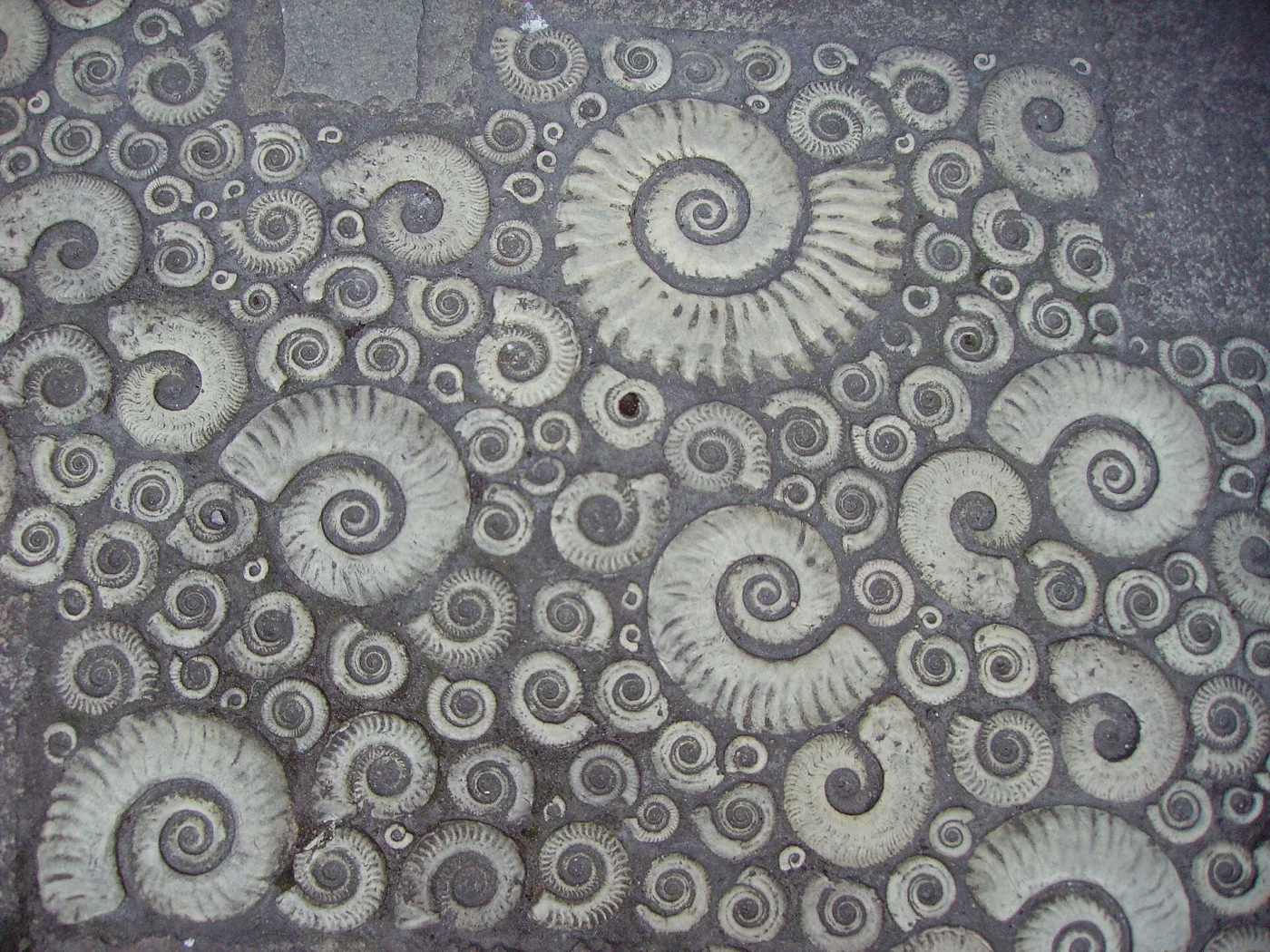 Dense field of pale spiral ammonite shells of many sizes standing proud of a dark grey stone ground