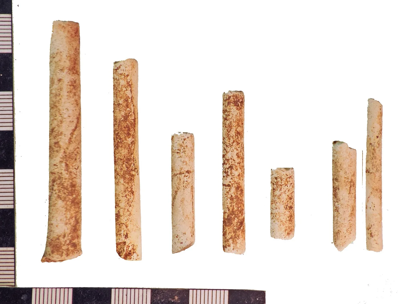 Seven broken white clay pipe stem fragments of varying length laid in a row against a photographic scale