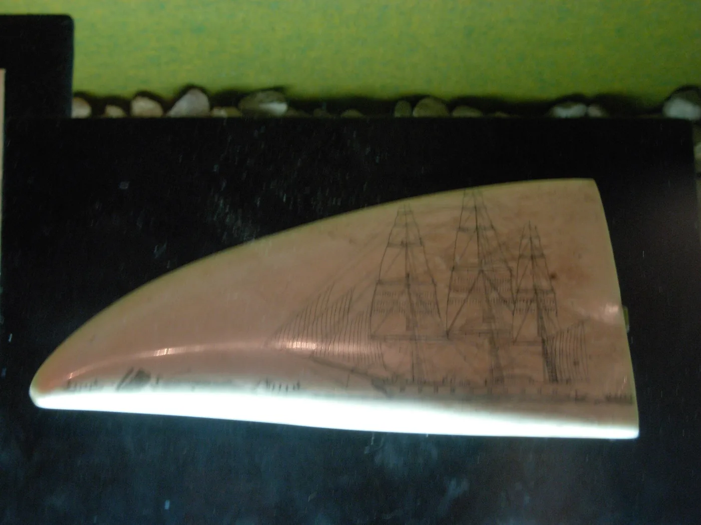 Highly polished cream whale tooth lying on its side against a dark ground, lightly engraved along its length with the masts and rigging of a full-rigged sailing ship