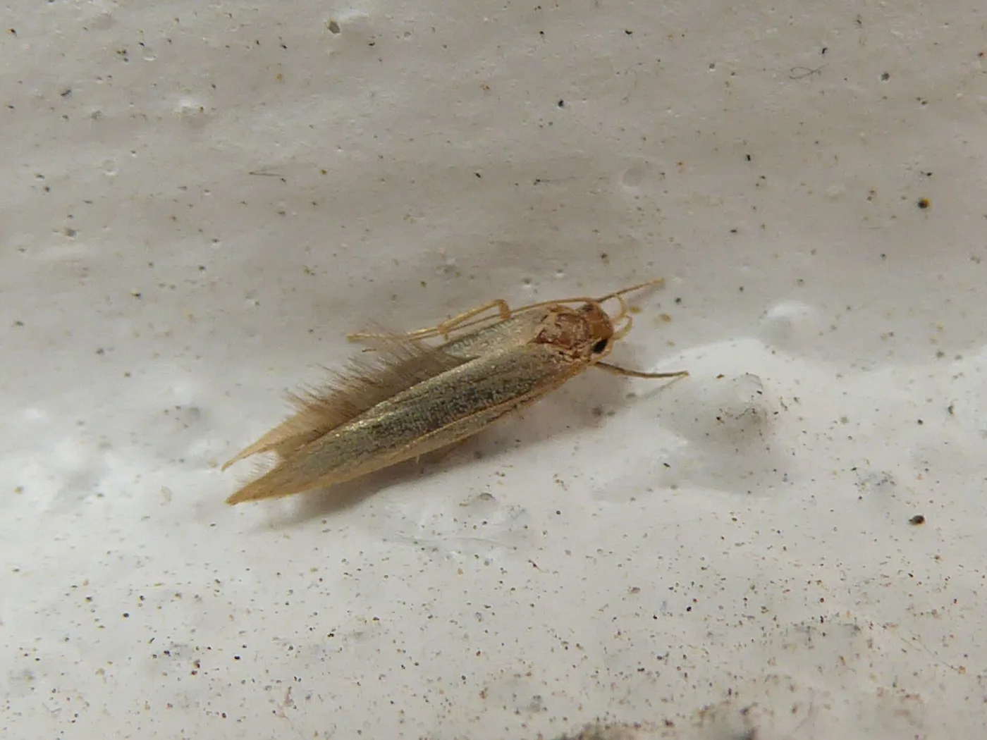Small narrow-winged moth with plain buff-gold forewings, a fringe of long hairs along the trailing edge and a reddish tuft on the head, resting on a pale wall