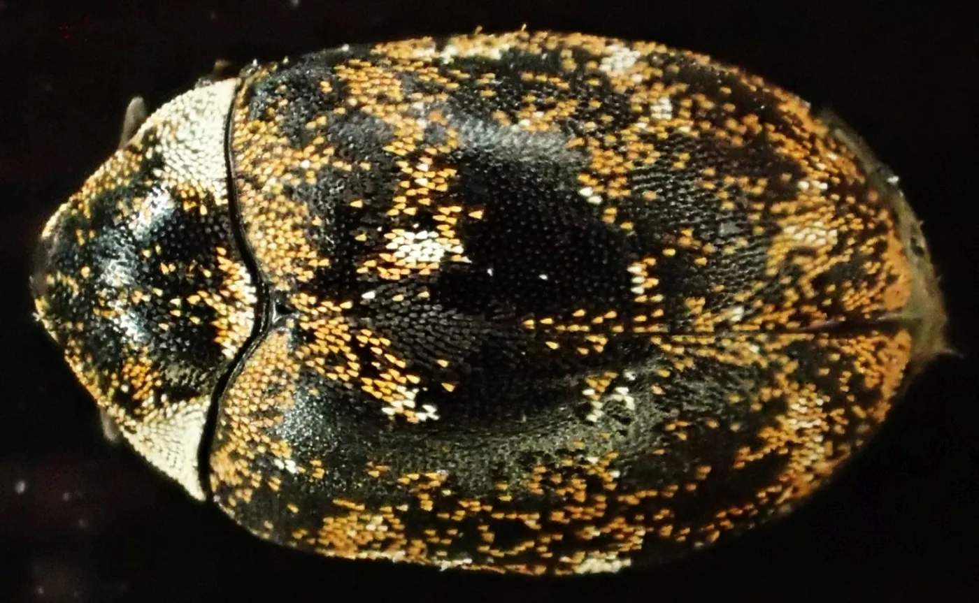 Oval beetle photographed from above at high magnification, its wing cases patterned with irregular bands of yellow, white and black scales