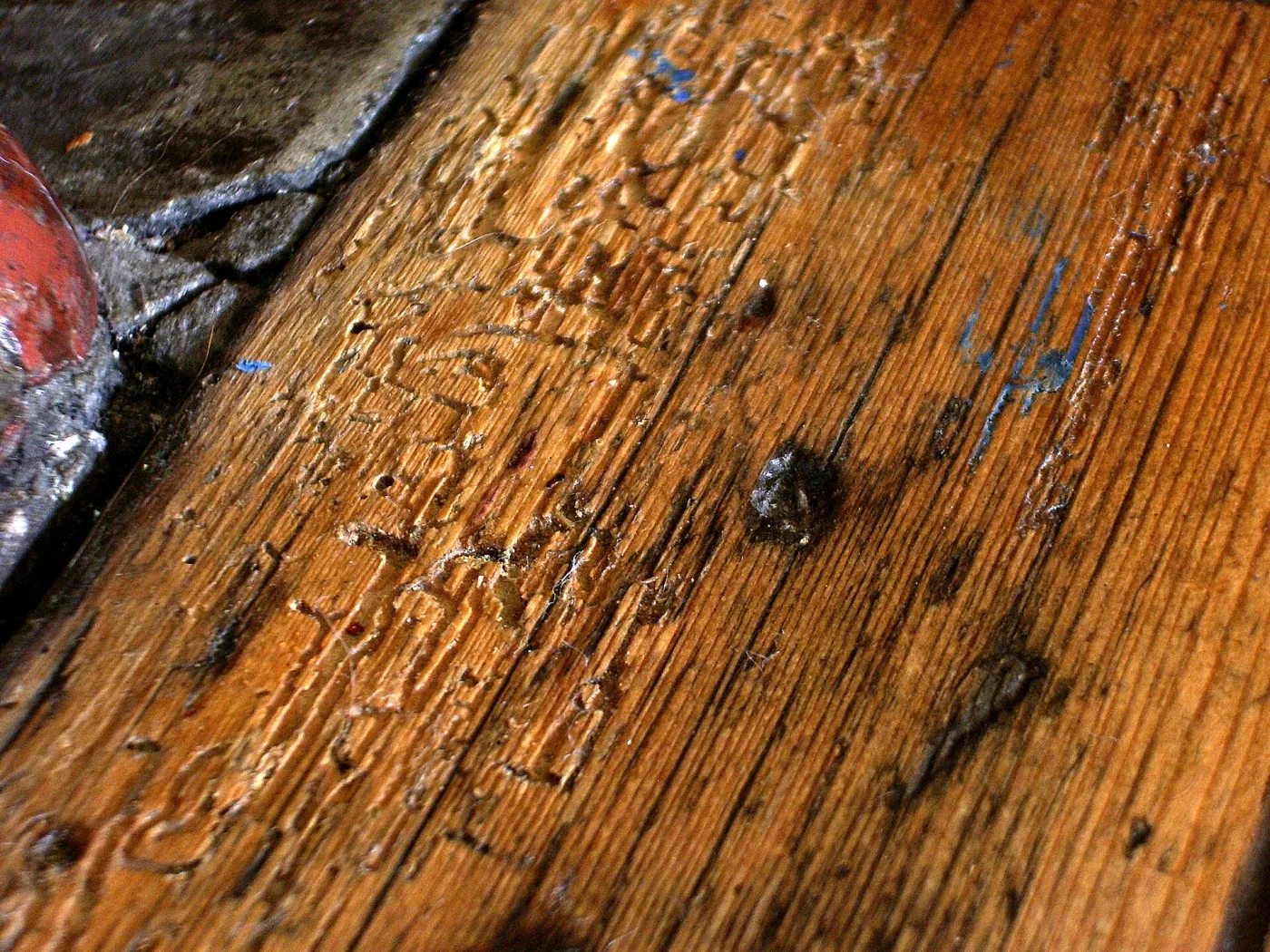 Close-up of a pine floorboard whose surface has broken open to reveal winding woodworm galleries and exit holes