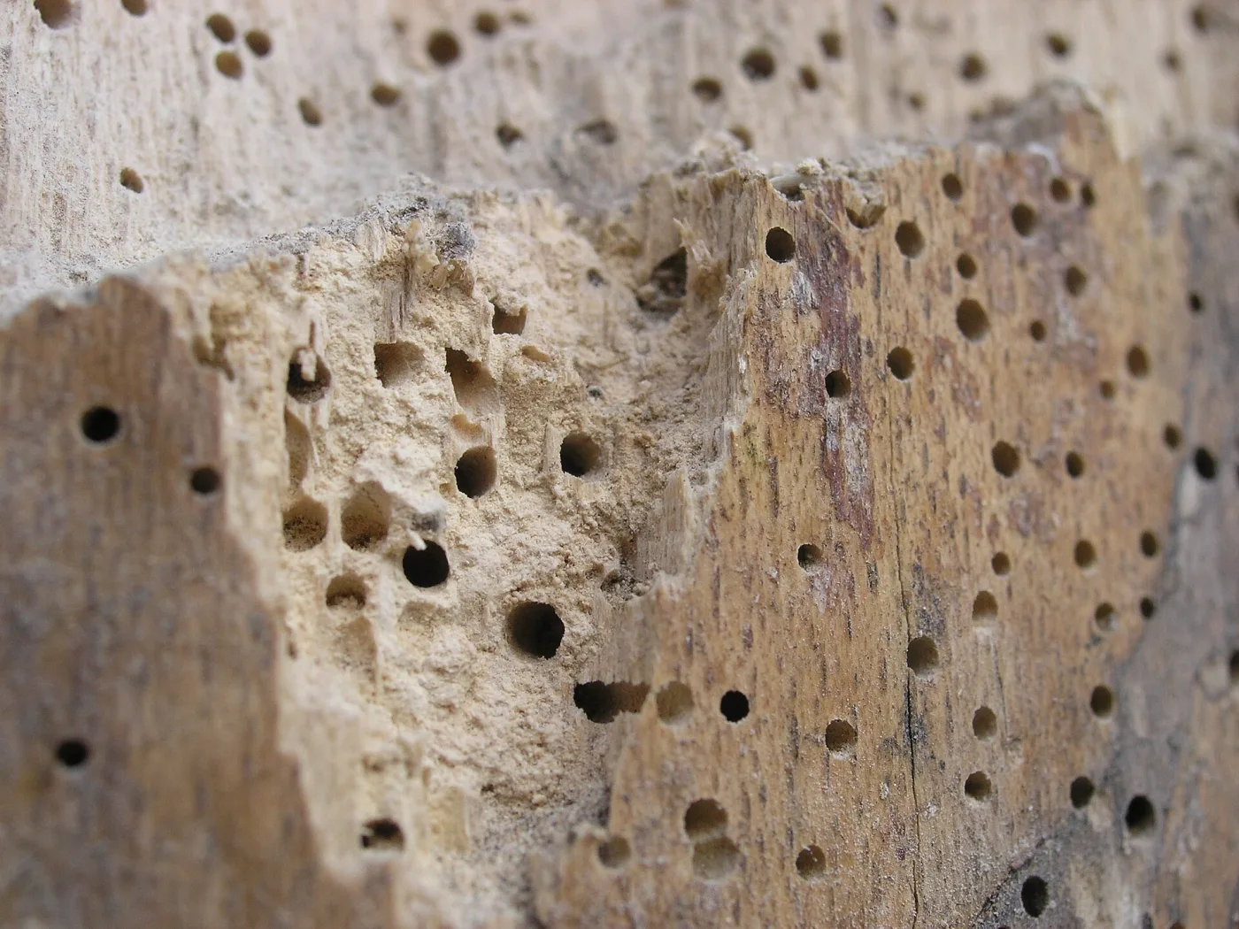 Close view of pale beech wood peppered with round woodworm exit holes of slightly different sizes, a broken edge in front showing tunnels behind the holes