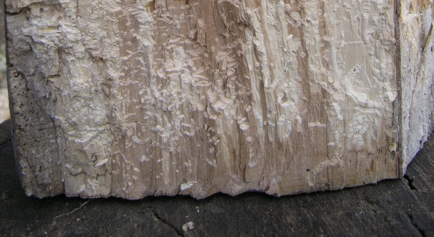 End of a beech block so badly eaten by woodworm larvae that its surface has broken away, exposing a mass of packed, winding tunnels